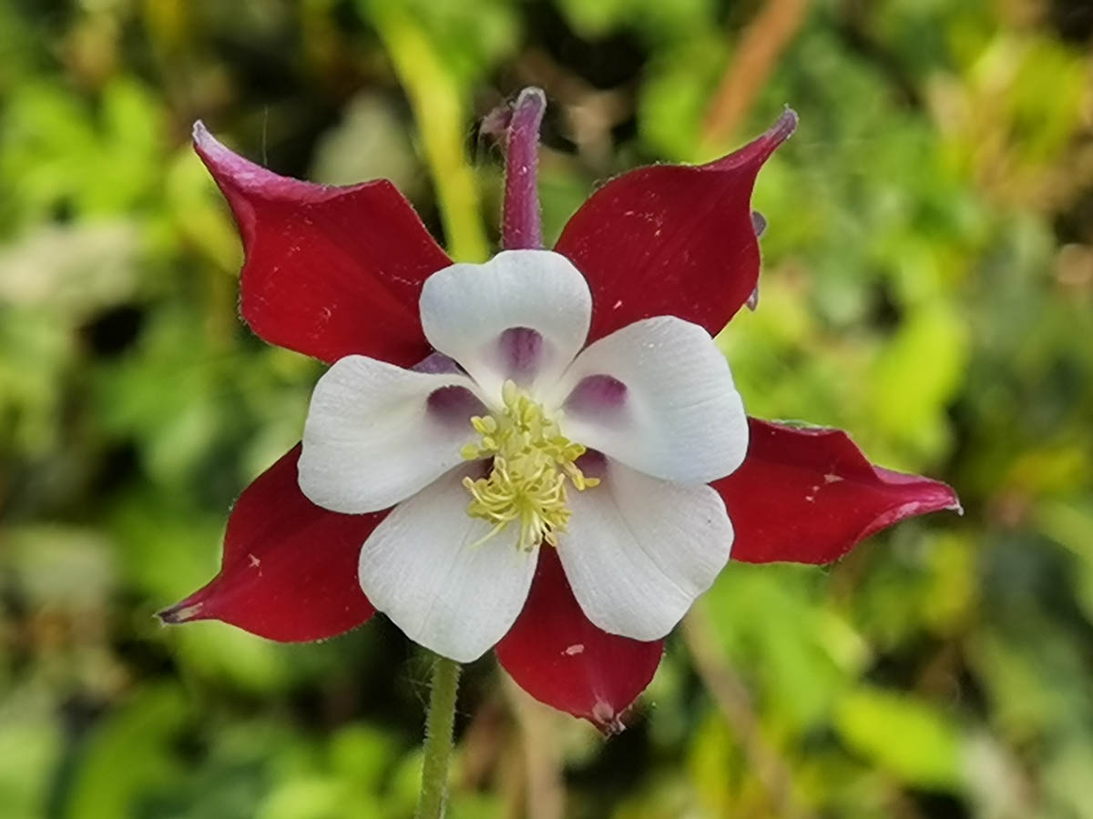Aquilegia Caerulea 'Koralle'